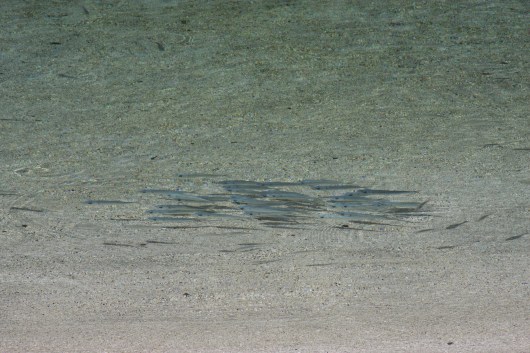 a'ha needlefish