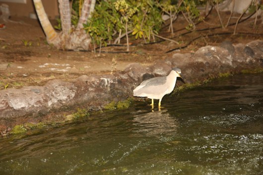 Aukuu black crowned night heron