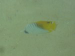 Auriga Threadfin Butterflyfish