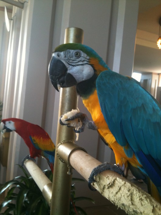 blue and gold red and green macaws hotel