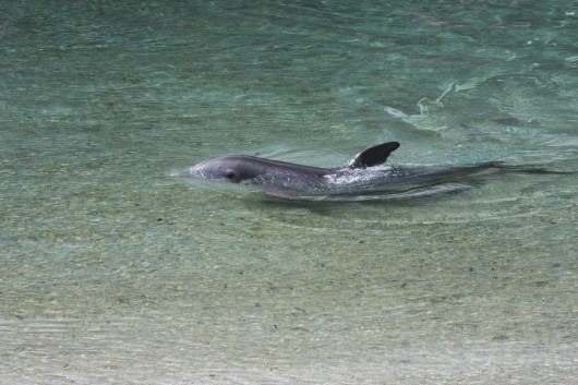 bottlenose dolphin