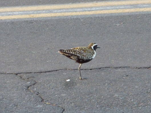 Kolea Pacific Golden Plover