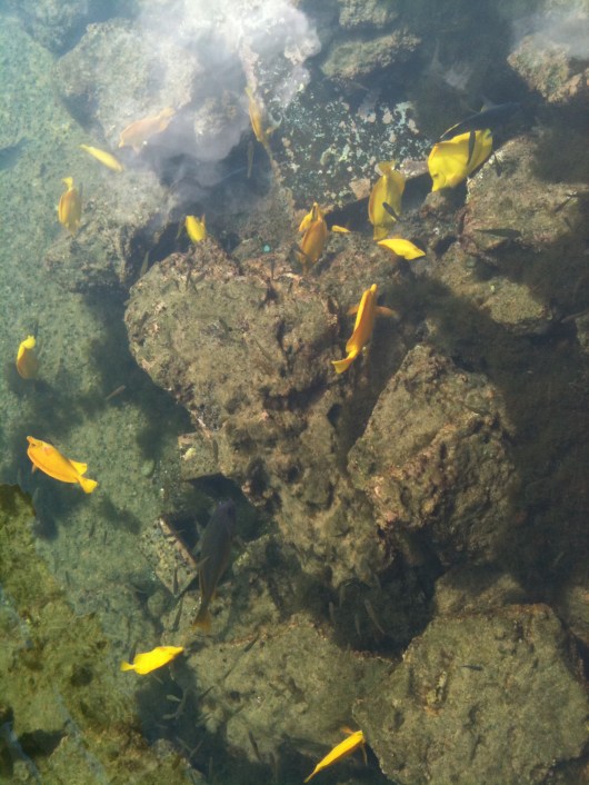 yellow hawaiian tang