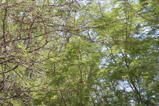 June 20 2010 butterfly