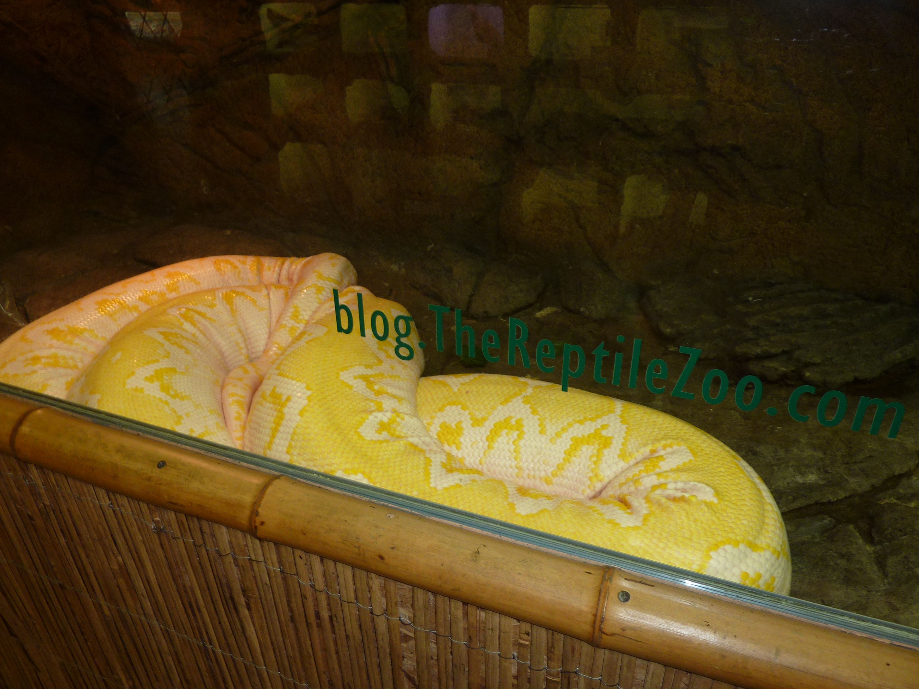 twinkie the 300-foot python | Real Mom Time (RMT)