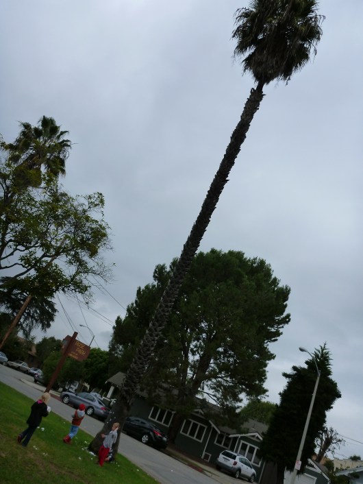 Kids throwing snow balls at palm trees... only in So Cal, RMT'ers!