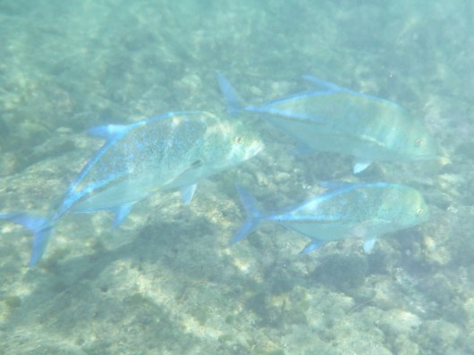 Bluefin Trevally.