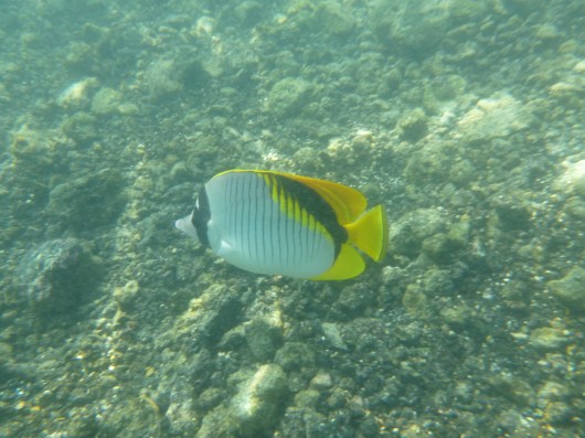 Butterflyfish. There are several kinds, and I still cannot figure out which one this is exactly.
