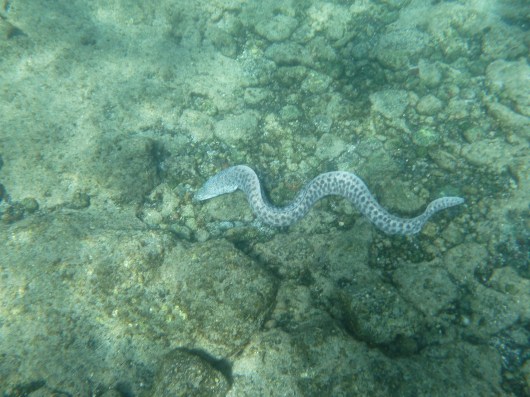 Moray Eel. It's hard to tell if this is one of the Leopard varieties or not, but it definitely has spots, not stripes like the Zebra Moray.