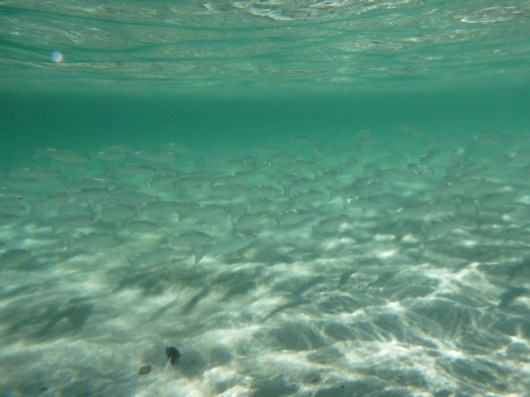 Mullet fish, I think. These would school in very shallow waters near the surface over the sandy bottom of the Hilton Waikoloa's lagoon. We would follow them in knee-deep (sometimes shallower) water on foot until they'd regroup, turn, and head back the other direction.