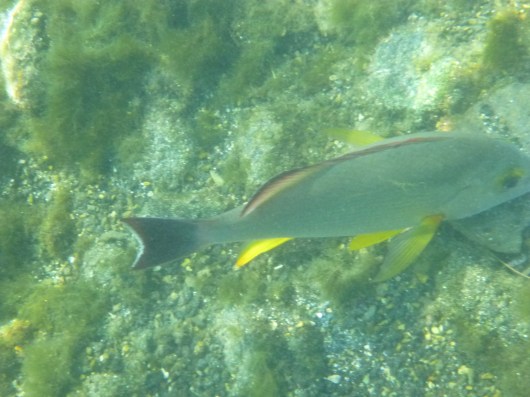 If anyone knows what this is, please share. Despite consulting numerous Hawaiian fish ID cards, websites, etc., I still cannot settle on a species!
