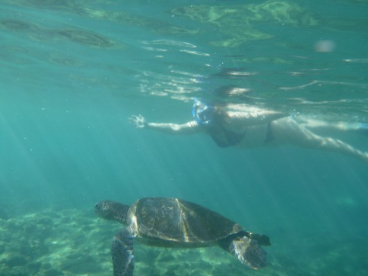 Hey, there's a turtle!