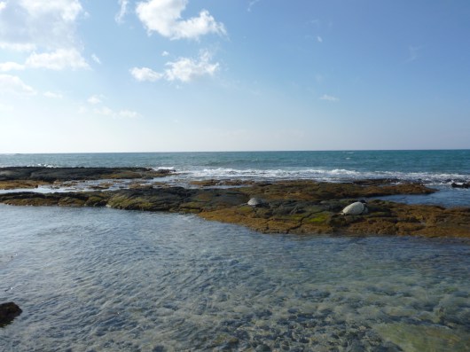 Turtles sunning themselves on the lava rock at Kuki'o Beach.
