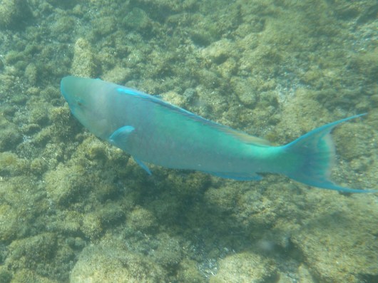 Parrotfish.