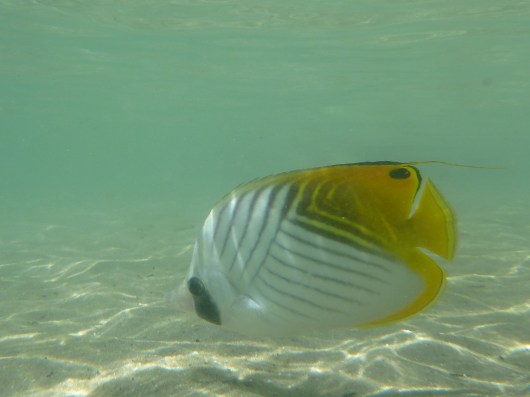 Threadfin Butterflyfish.