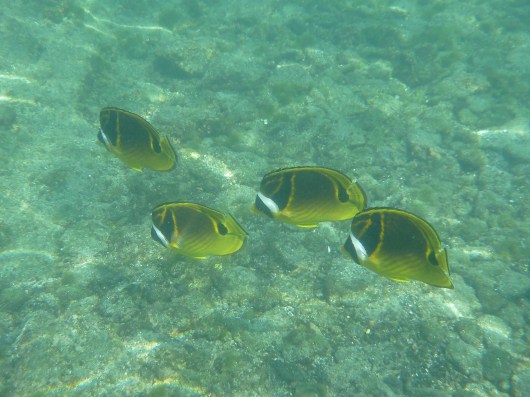 Raccoon Butterflyfish (I think these are raccoons anyway?).