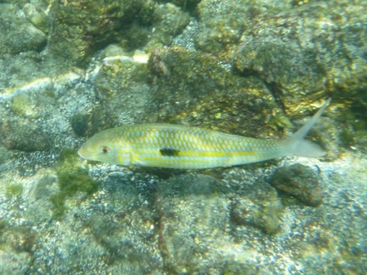 Yellowstripe Goatfish.