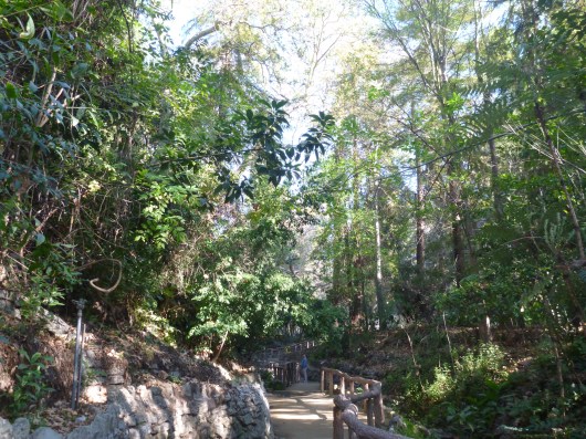 C walking through Ferndell in Griffith Park, Los Angeles.