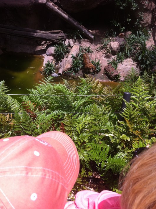T and Grandma Beep looking down at a tiger at the San Diego Zoo.