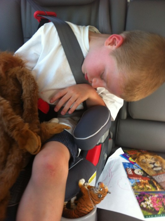 T crashed after our 4+ hour outing at the San Diego Zoo, but the nap was short-lived as we had birds to go feed!