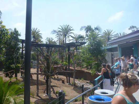 A wide shot of the newly opened "Koalafornia Dreamin' " exhibit at the San Diego Zoo.