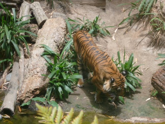 Glad the tiger was up and active!