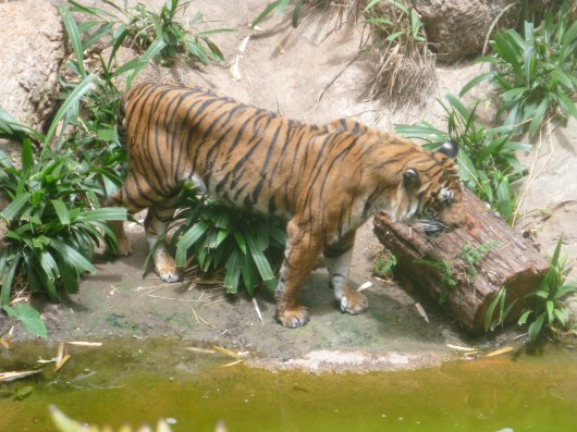 T is for T... and Tiger.