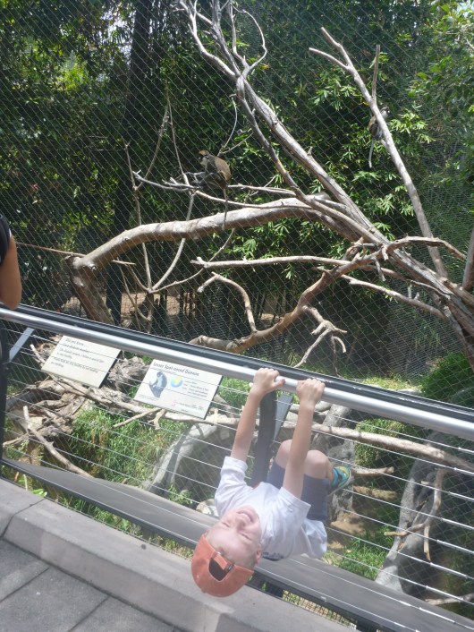 T hanging around with the monkeys at the San Diego Zoo.