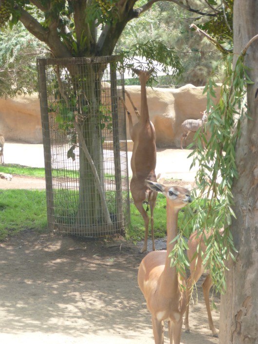I guess climbing trees was a common theme during our visit to the San Diego Zoo!