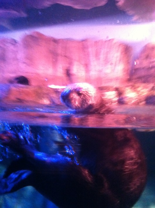 One of several playful and active sea otters on Friday evening at the Aquarium of the Pacific. I encourage anyone to check out the Aquarium at night as the activity levels of the animals can be quite different than other times of the day.
