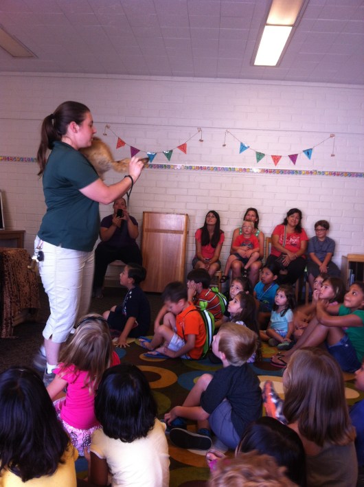 Alicia showed us the black tip of the desert fox's tail, which is a marking that the species use while traveling in groups so they can find one another.