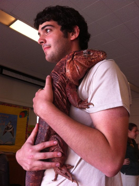 Fun Argentinian Red Tegu fact: Tegus like "Sweet Cheeks" here come in a variety of species and colors. They are extremely abundant in their home region, much like a squirrel is in our area.