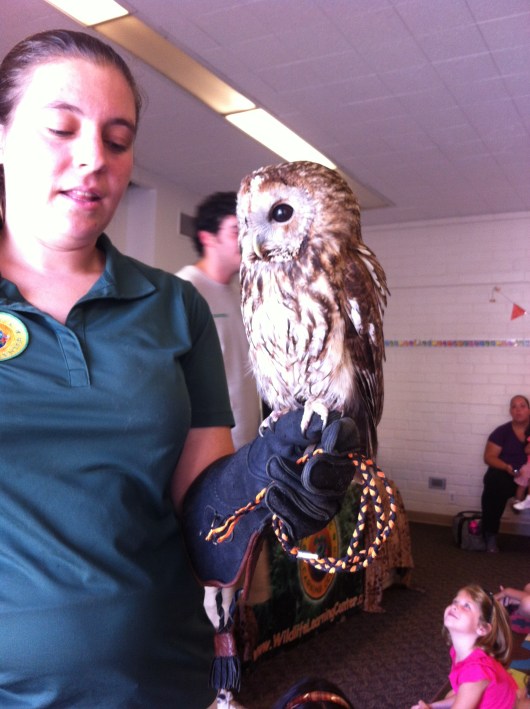 Fun European tawny owl fact: Try to keep your head still and just move your eyes back and forth. Note that owls like "Newton" cannot do this but their entire head moves in order for them to see to the sides and behind them!