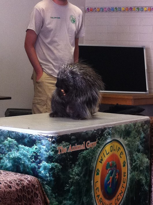 Fun porcupine fact: Though many cartoons would have you believe differently, "Gus Gus" here cannot shoot his quills. The white quills also act much like the whiskers on a cat would in that they are considered guard hairs that help measure if he can move through certain spaces or if a predator is nearby.