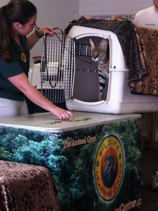 Fun African serval fact: Servals are extremely shy despite their sleek and strong appearances. In fact, this was about as far as we got in seeing "Slade" during the show. He just didn't want to come out either because of the large crowd, the noise, or both.