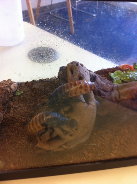 These hissing cockroaches were safely behind glass the entire show (phew!). Yes, I am a wuss... when it comes to roaches anyway!