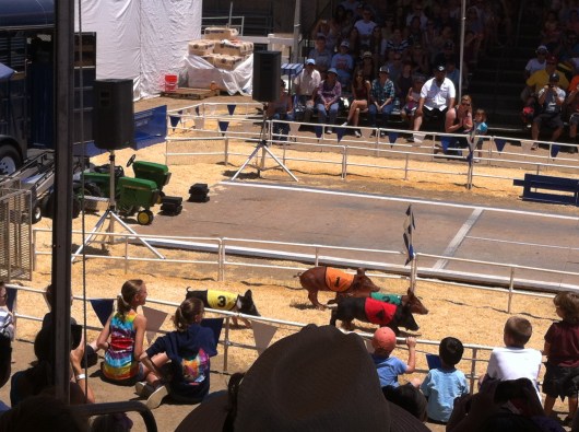 All-Alaskan Pig Racers brought their little piggies named "Darth Small," "Chew-Bacon," and "Yukon."