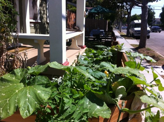 Two months later, here's the garden. While it's growing steady, we haven't had a bountiful harvest other than a few squash, a couple of tomatoes, and a pile of basil. If you need basil, please let me know.