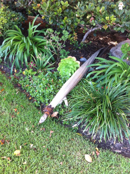 This was the first animal that caught T's eye at the corner of 6th and Redondo in Long Beach (CA). Alligator maybe?