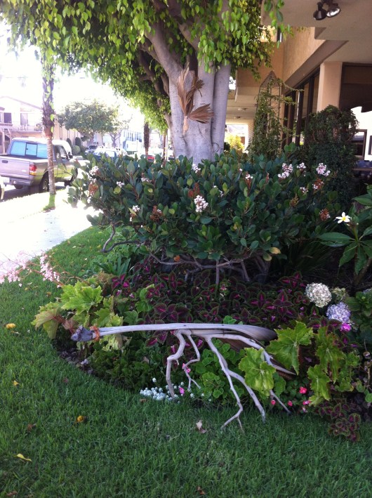 A larger view of the front parkway at the corner of 6th and Redondo.