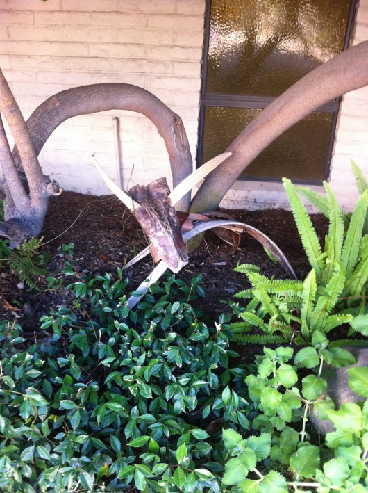 Neither T nor I could figure out what type of animal this was. Can you see it, RMT'ers?