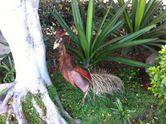 The artist has reason to be proud of this peacock.