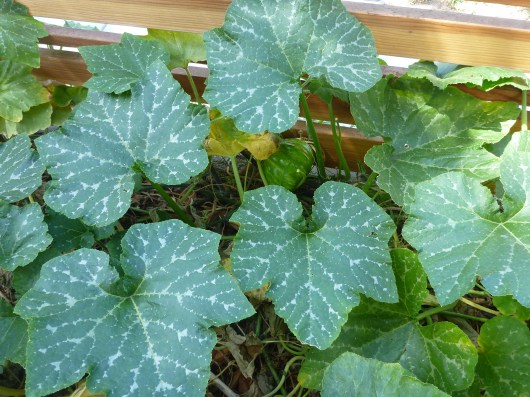 Look what's lurking on our vine? Yep, a pumpkin!