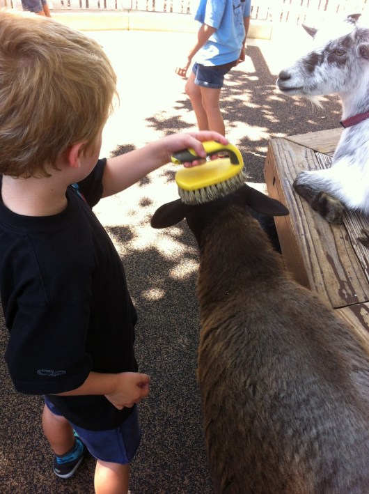 After a few free-falls on Adventure City's Drop Zone, T took a soothing break in the nearby Petting Farm.
