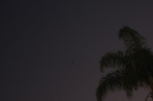 And out come... the bats!