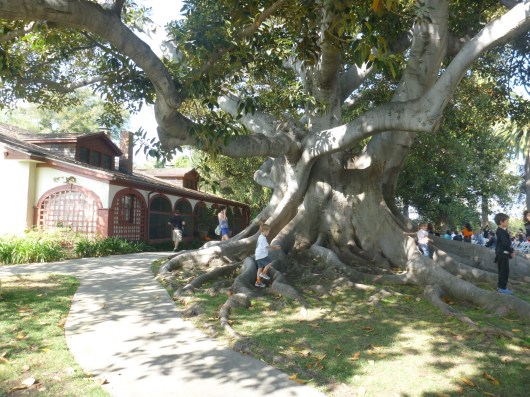 Trees, glorious trees!