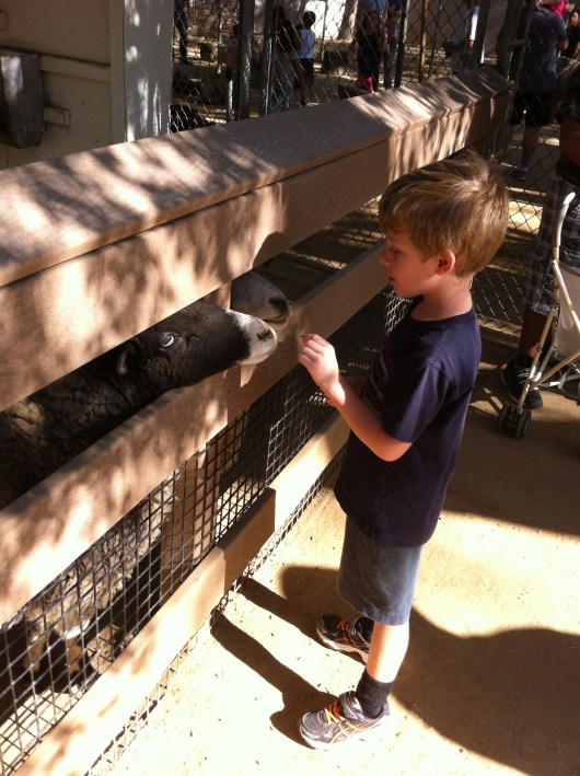 T loved feeding the animals at the OC Zoo.