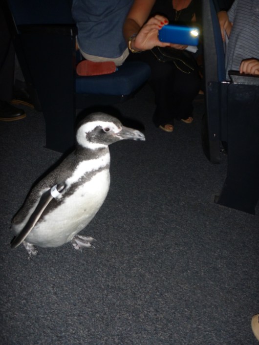How can something like a penguin walking down an aisle in an auditorium not surprise you?!